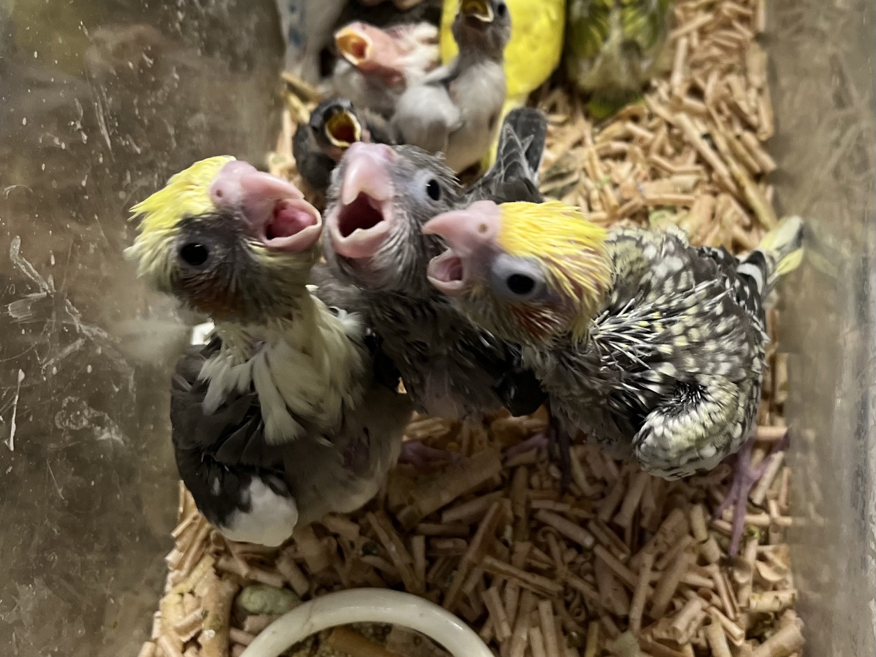 手乗りオカメインコ ポロロッカ足柄