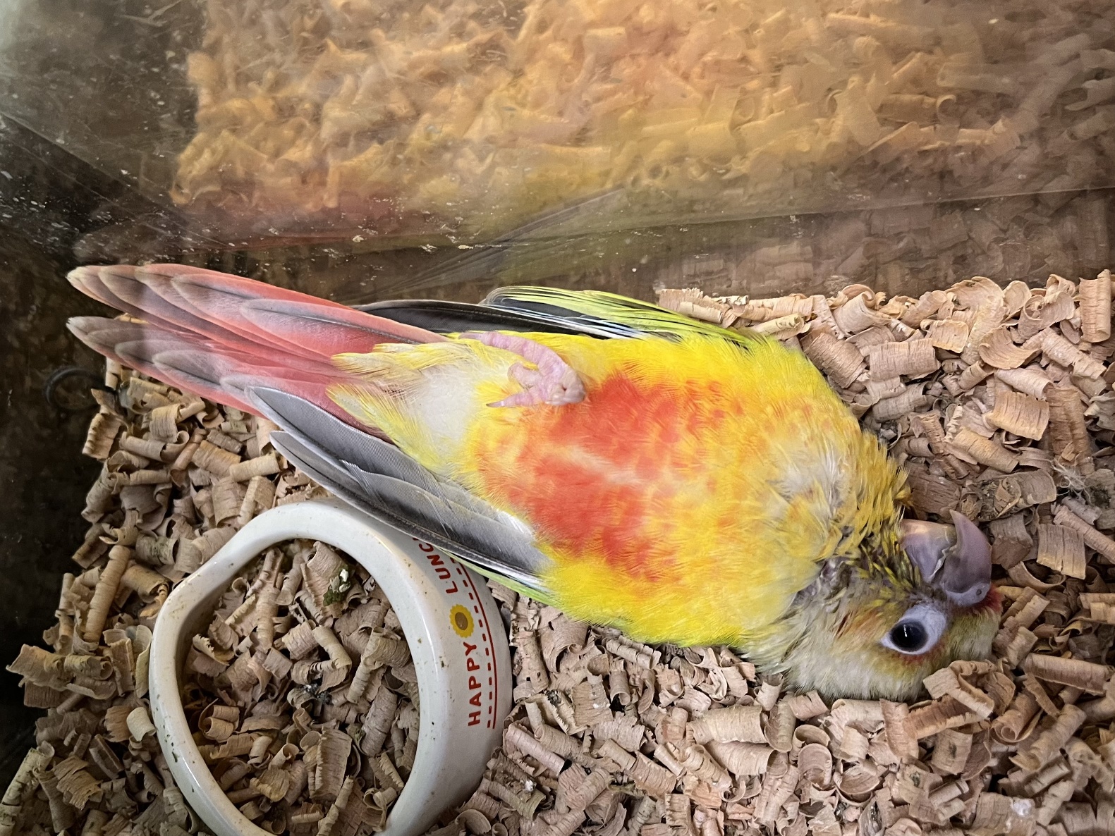 手乗りウロコインコ ポロロッカ足柄