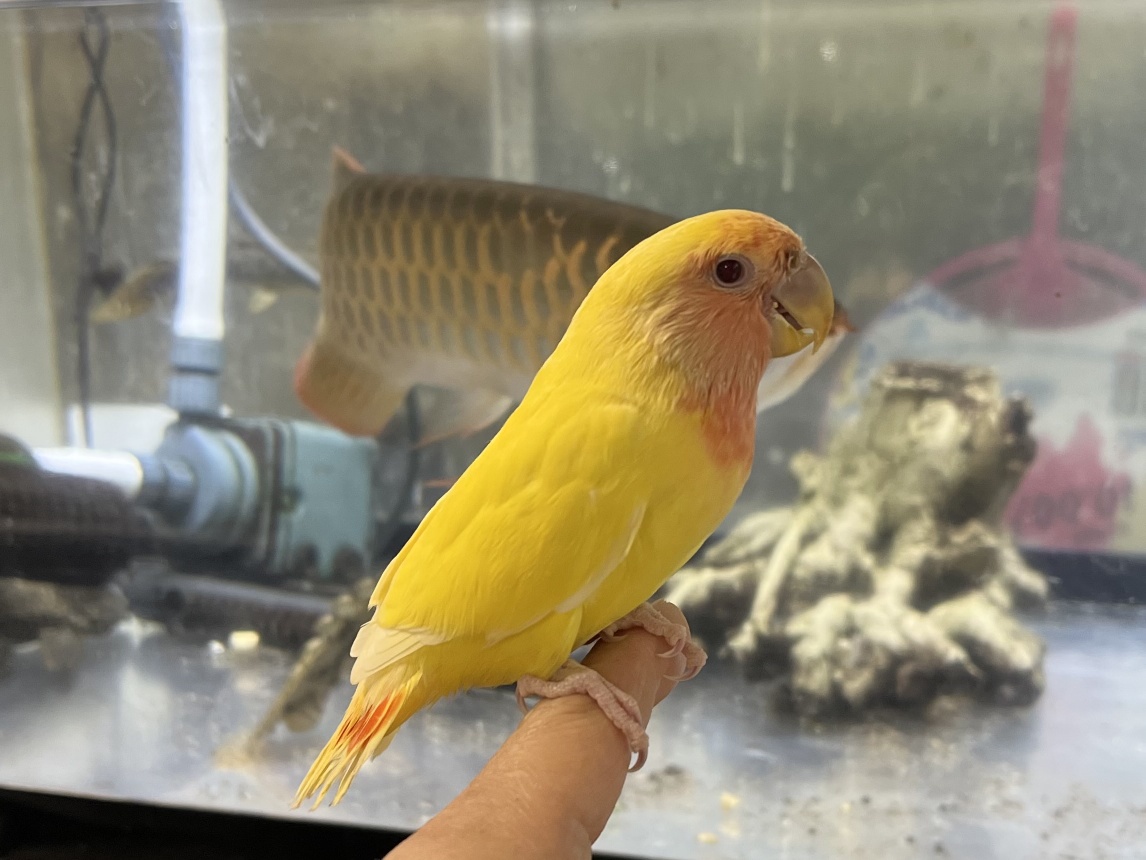 手乗り小桜インコ ポロロッカ足柄