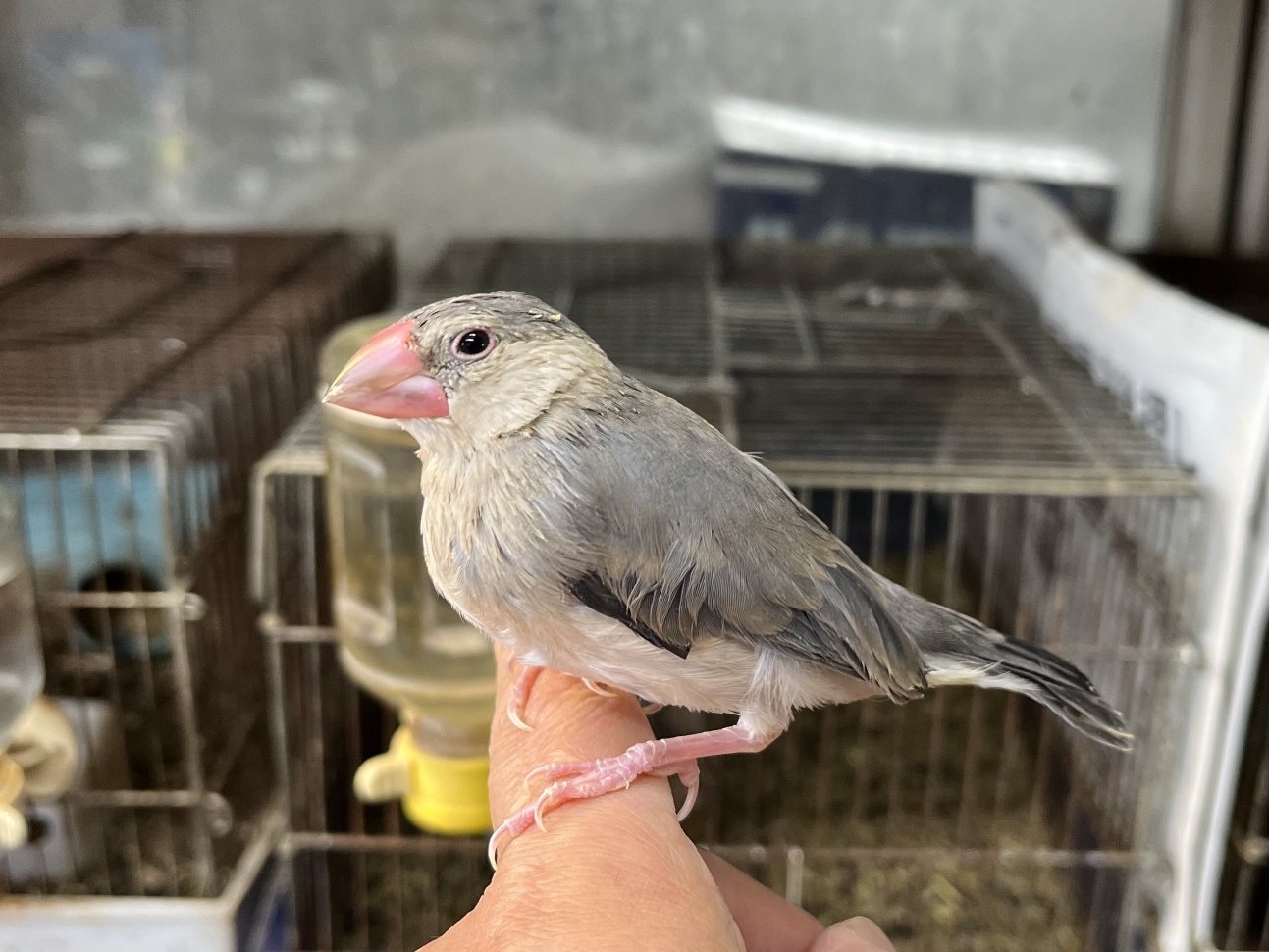 手乗りサクラ文鳥 ポロロッカ足柄