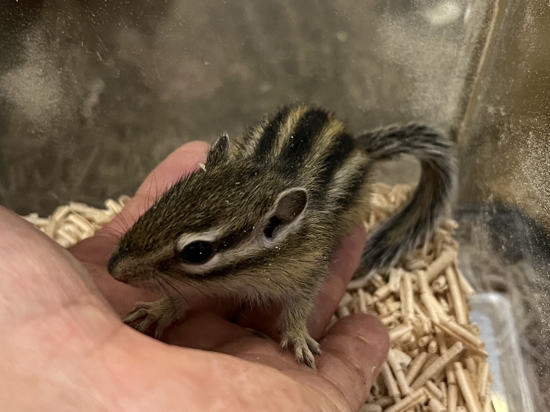 シマリス ポロロッカ足柄