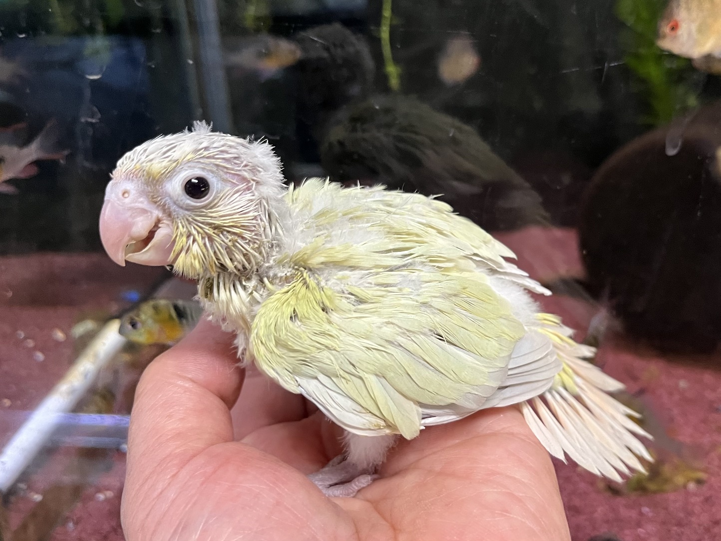 手乗りウロコインコ ポロロッカ足柄