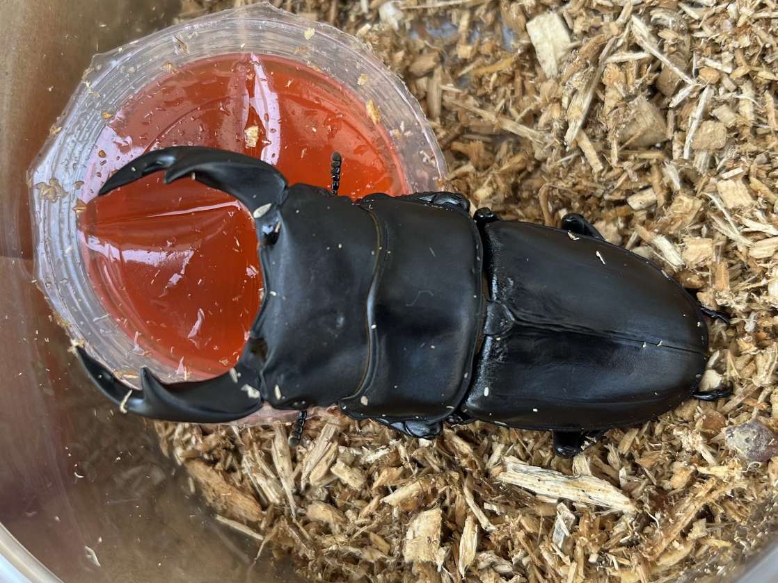 オオクワガタ ポロロッカ足柄