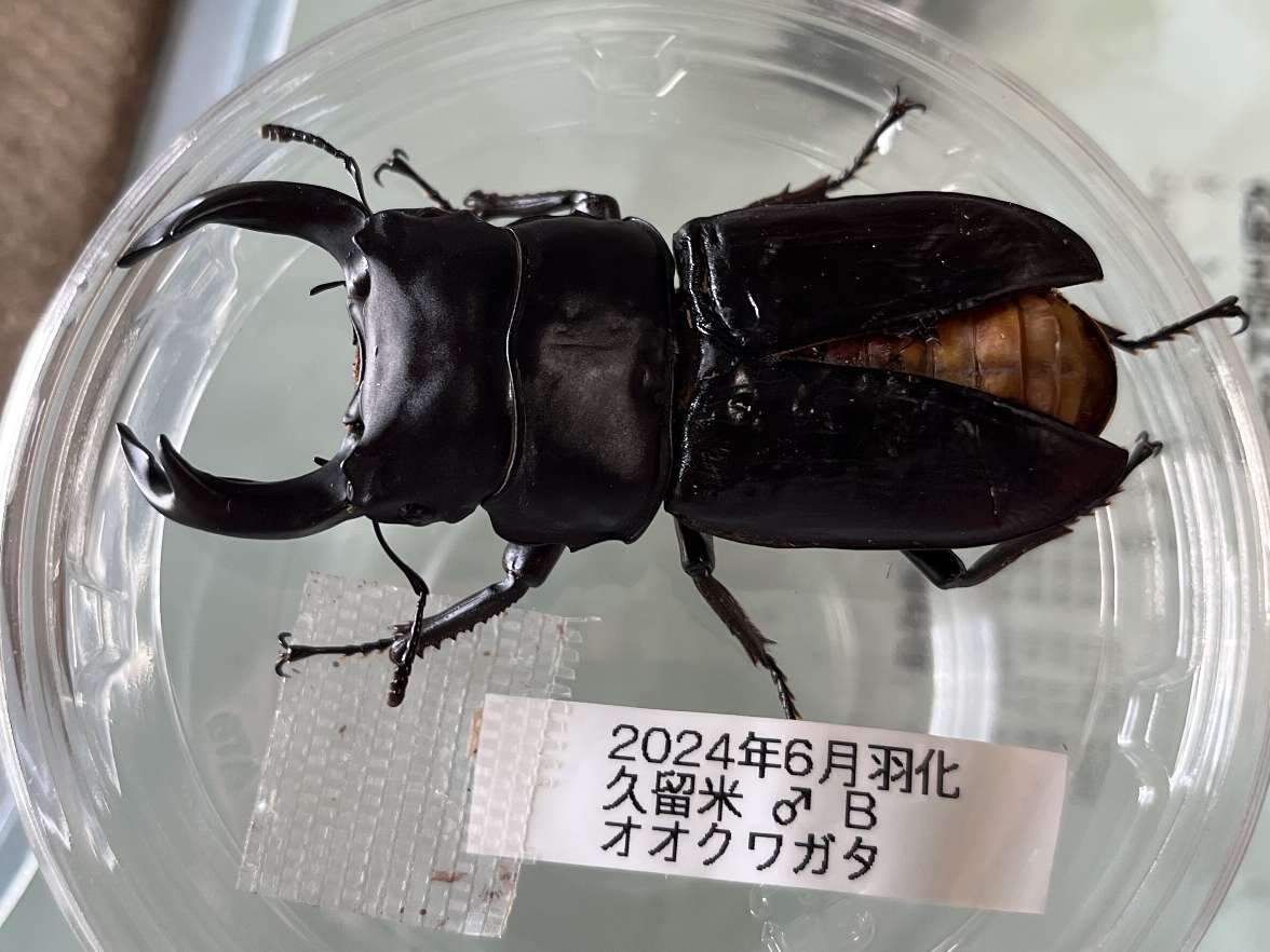 オオクワガタ ポロロッカ足柄