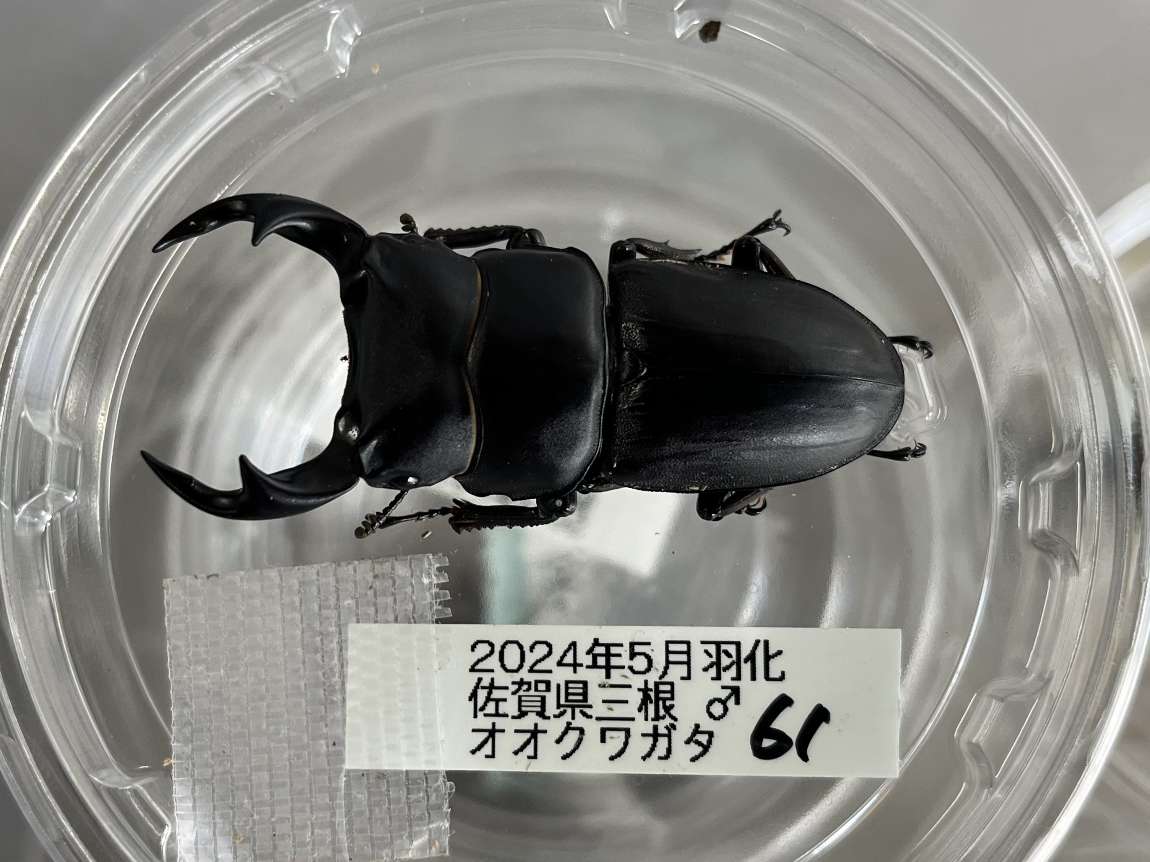 オオクワガタ ポロロッカ足柄