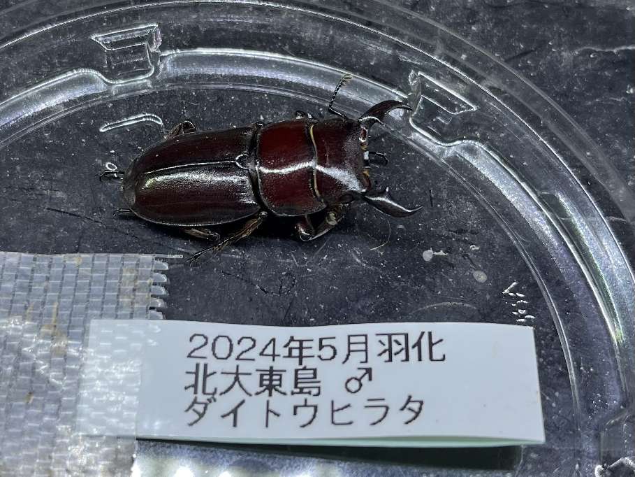 ダイトウヒラタ ポロロッカ足柄