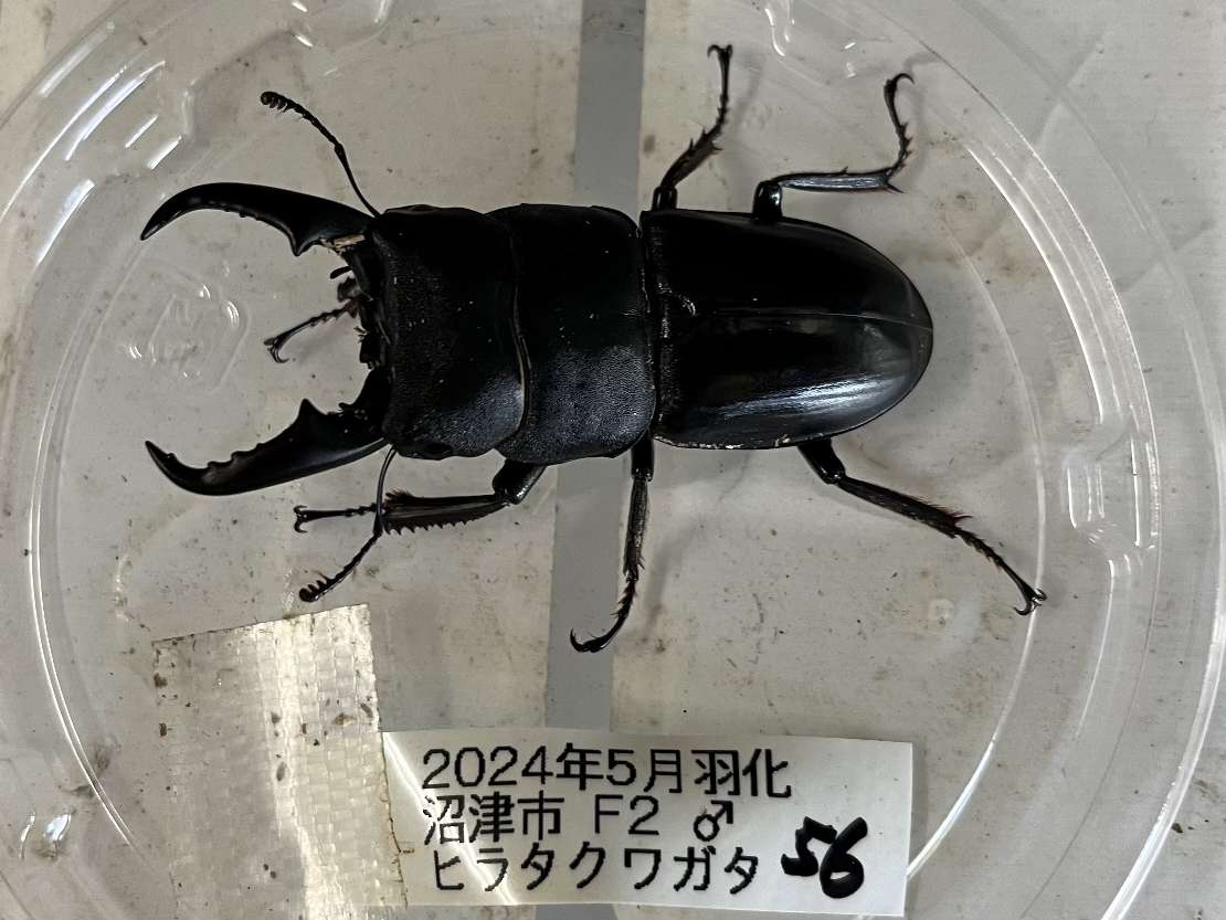 ヒラタクワガタ ポロロッカ足柄