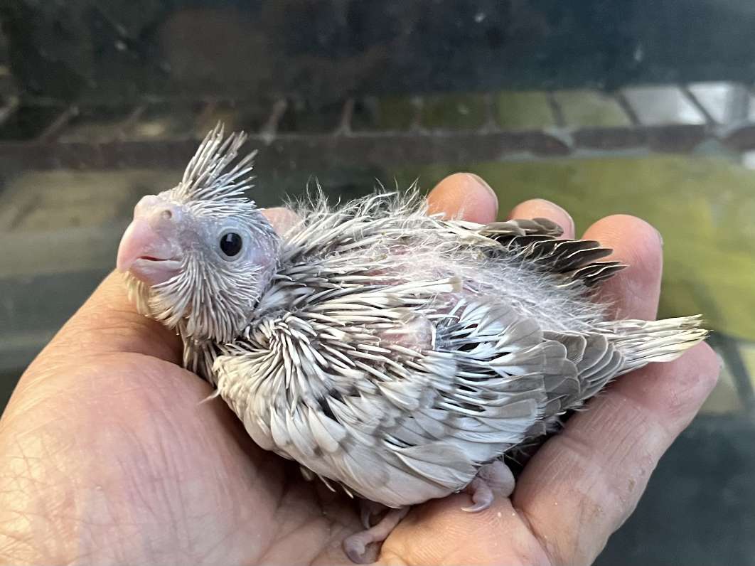 手乗りオカメインコ ポロロッカ足柄