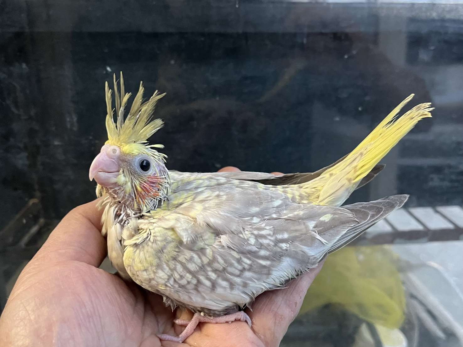 手乗りオカメインコ ポロロッカ足柄