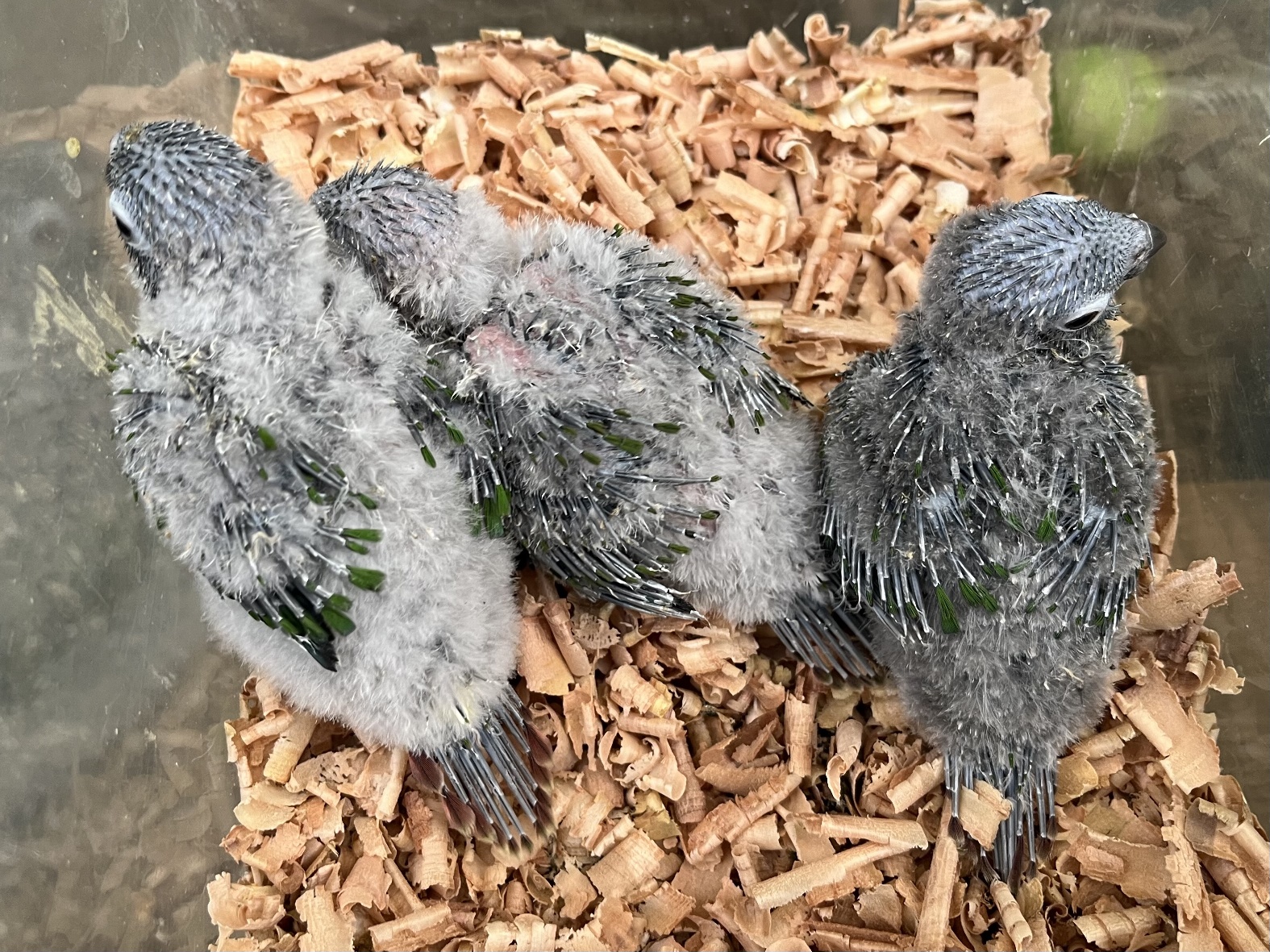 手乗りウロコインコ ポロロッカ足柄
