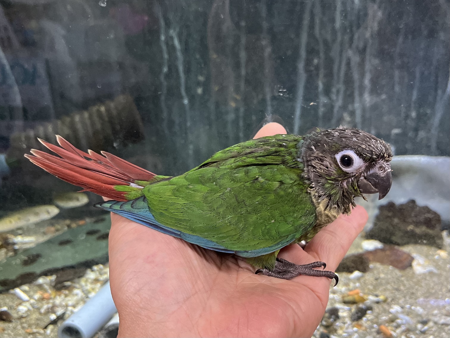 手乗りウロコインコ ポロロッカ足柄