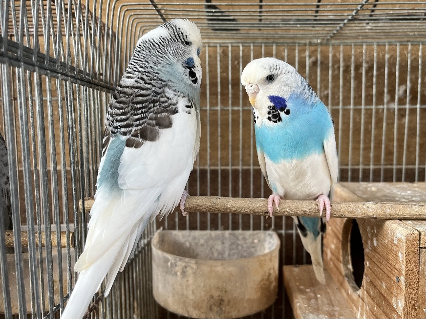 手乗りジャンボセキセイインコ ポロロッカ足柄