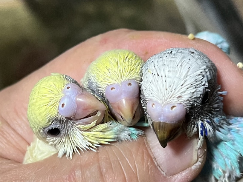 手乗りセキセイインコ ポロロッカ足柄