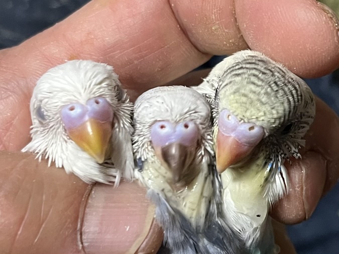 手乗りセキセイインコ ポロロッカ足柄