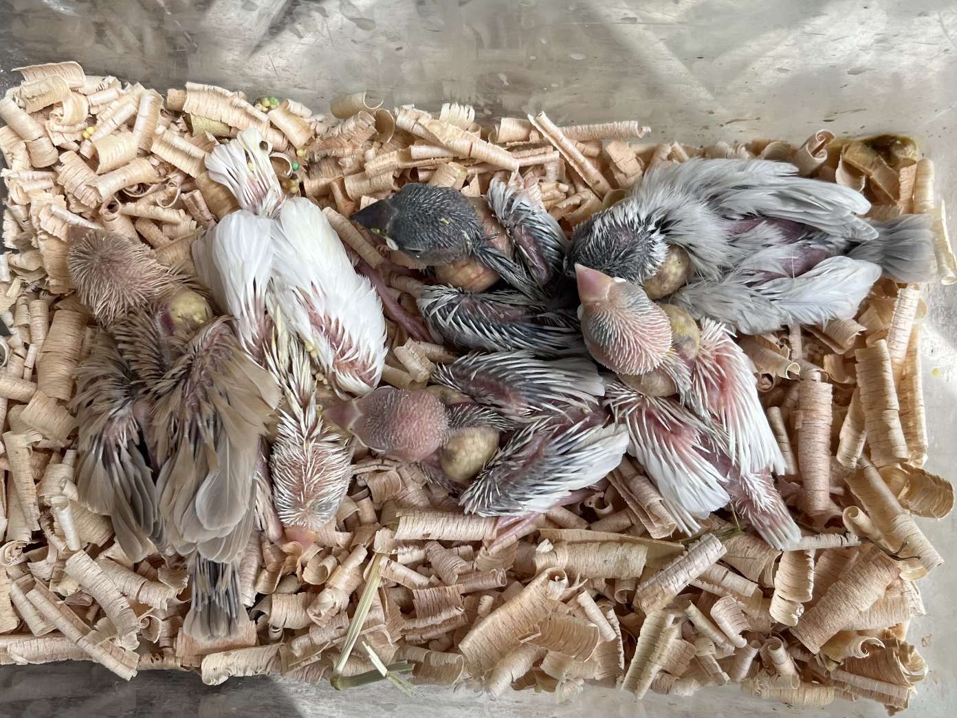 手乗り文鳥 ポロロッカ足柄