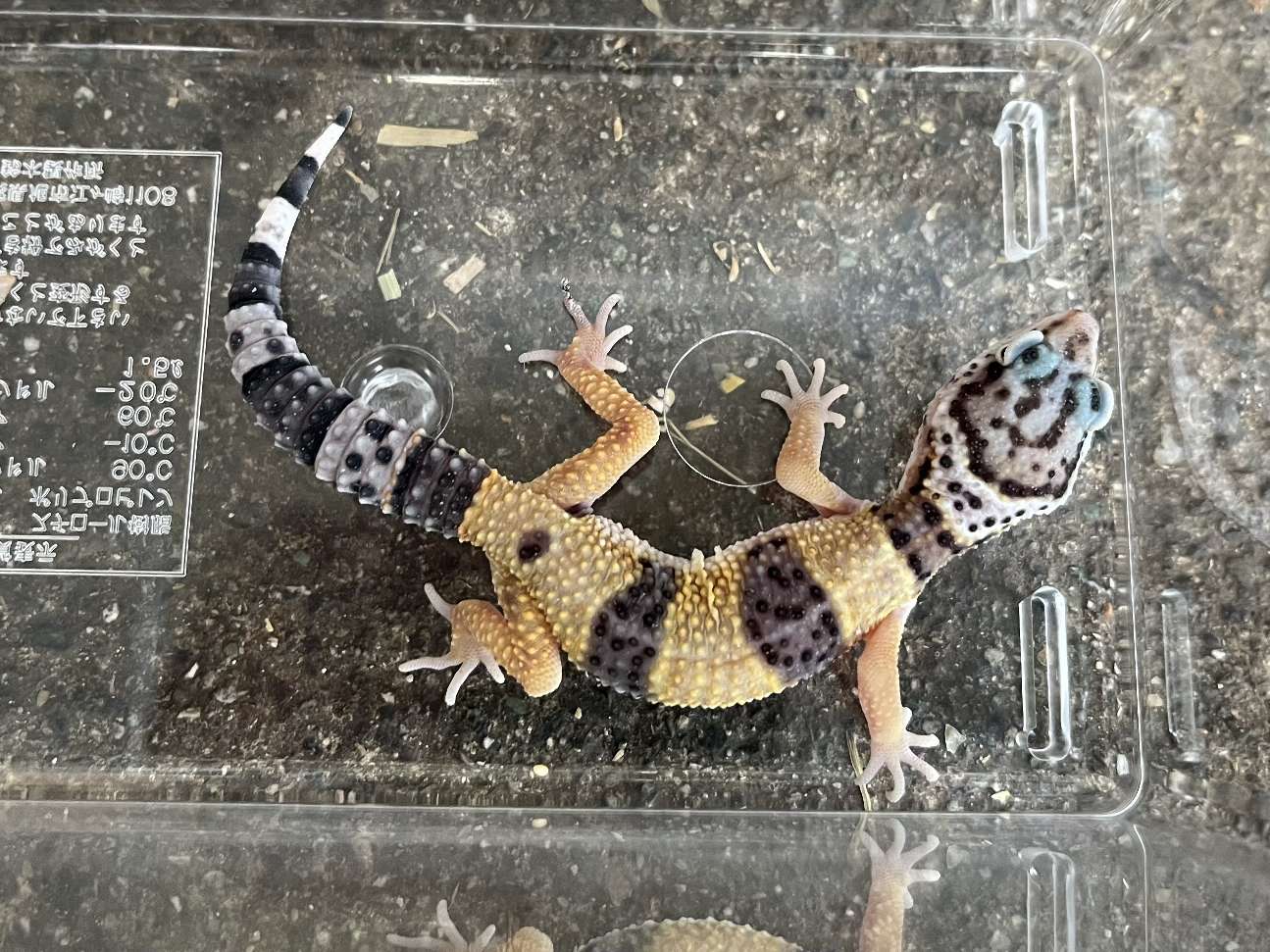 ヒョウモントカゲモドキ ポロロッカ足柄