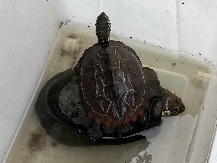 クサガメ ポロロッカ足柄