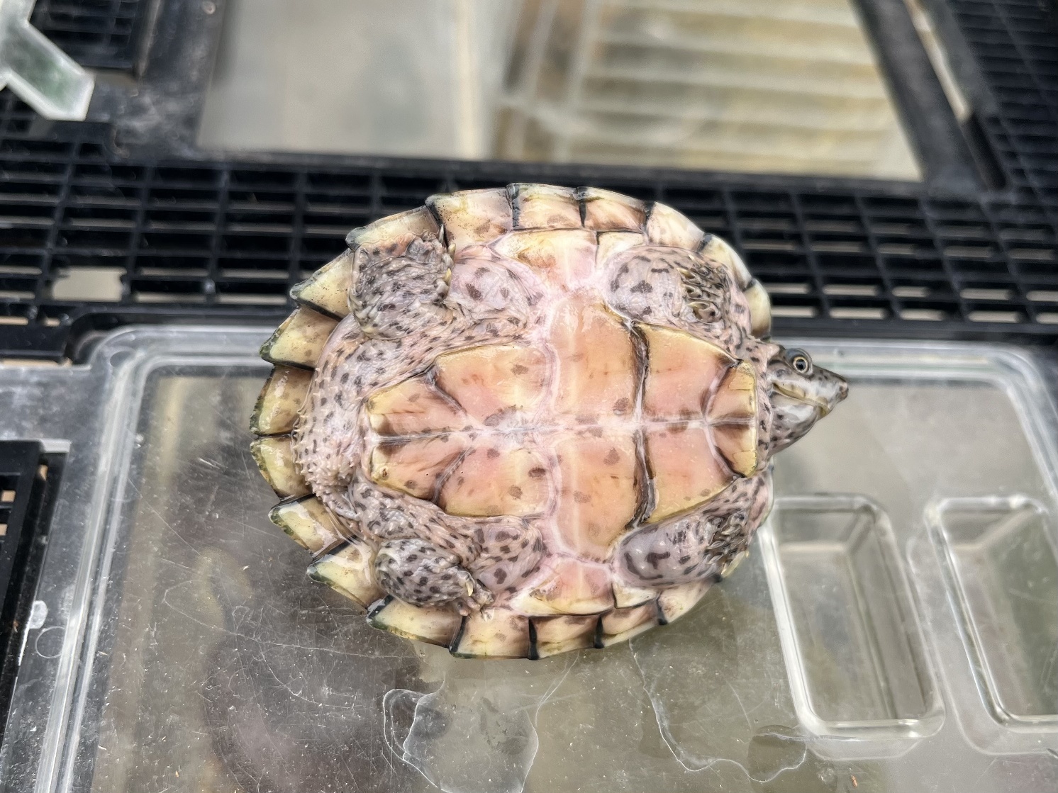 カブトニオイガメ ポロロッカ足柄