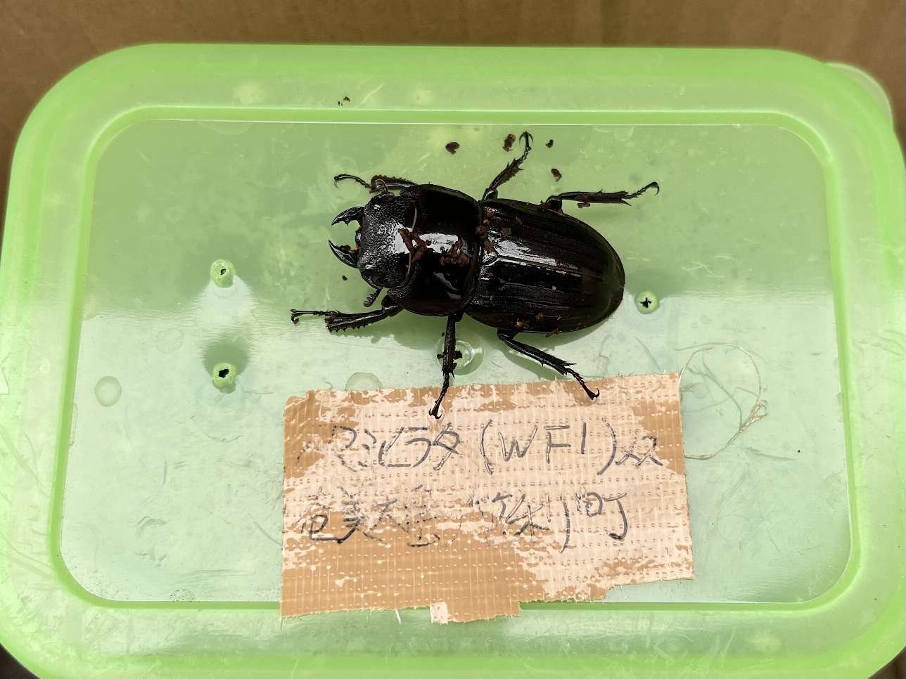 アマミヒラタ ポロロッカ足柄