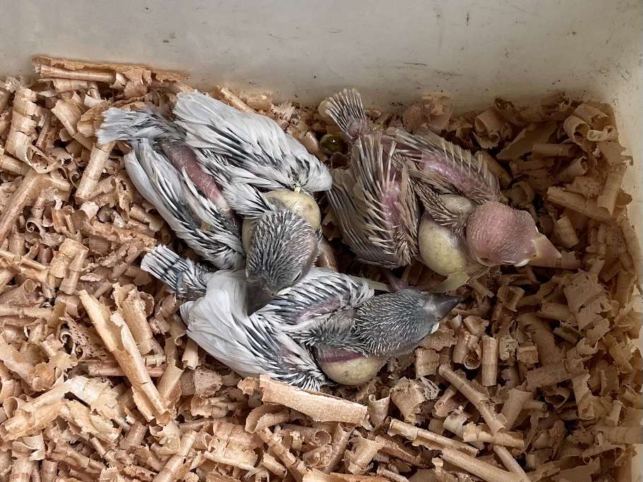 手乗り文鳥 ポロロッカ足柄