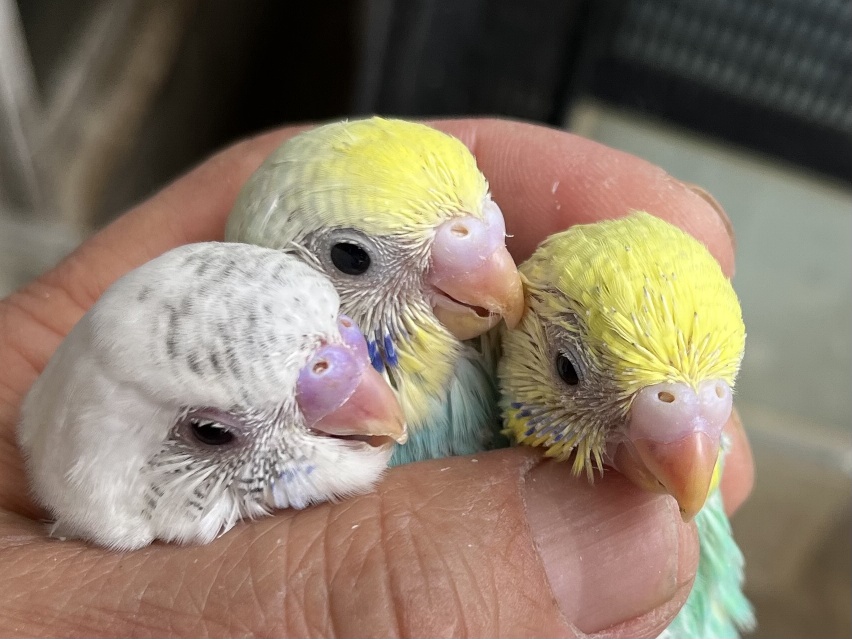 手乗りセキセイインコ ポロロッカ足柄