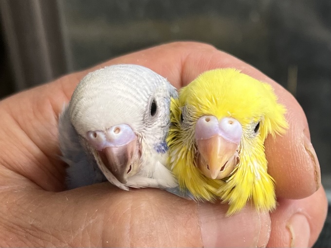 手乗りセキセイインコ ポロロッカ足柄