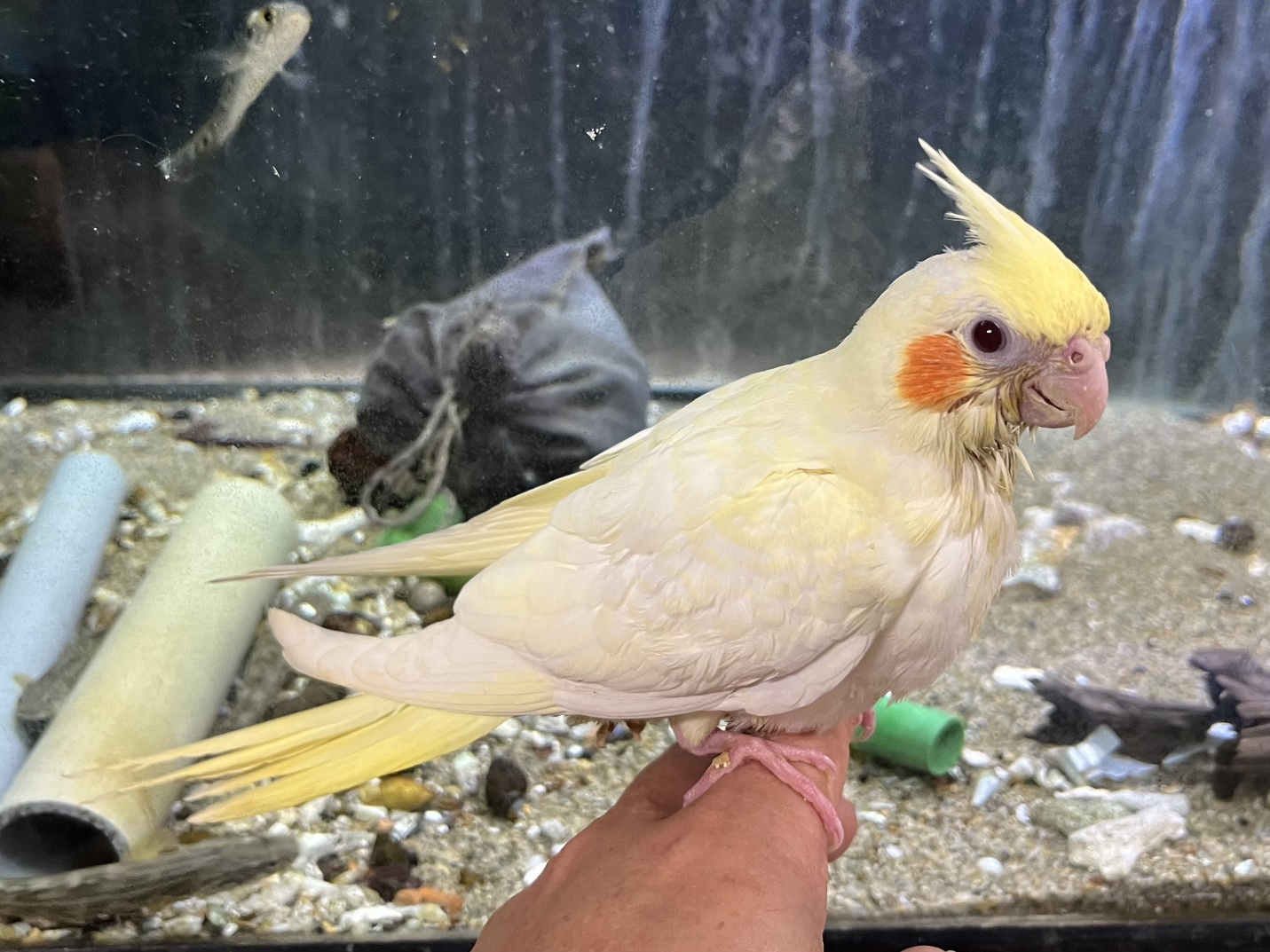 手乗りオカメインコ ポロロッカ足柄