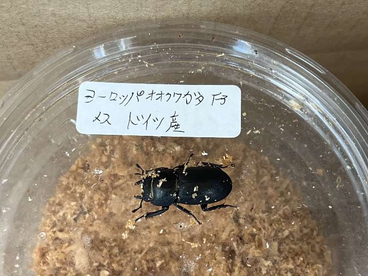 ヨーロッパオオクワガタ ポロロッカ足柄