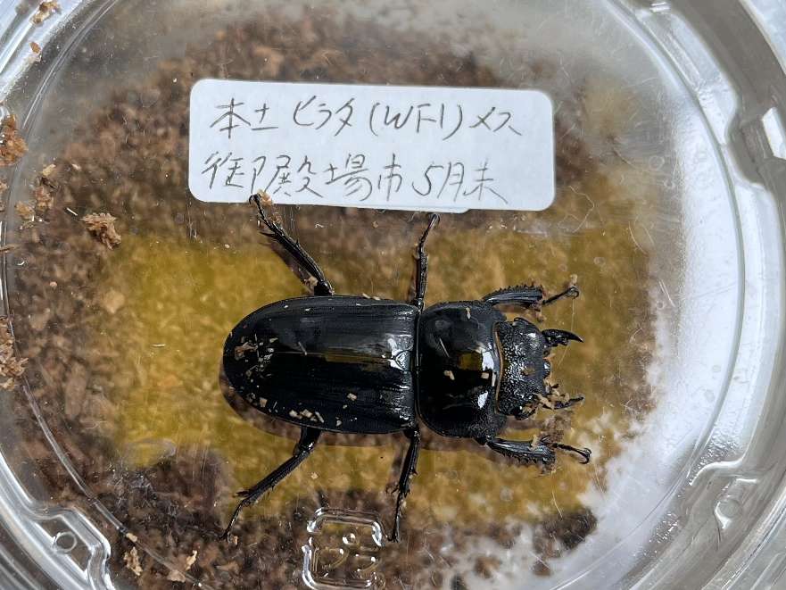 ヒラタクワガタ ポロロッカ足柄