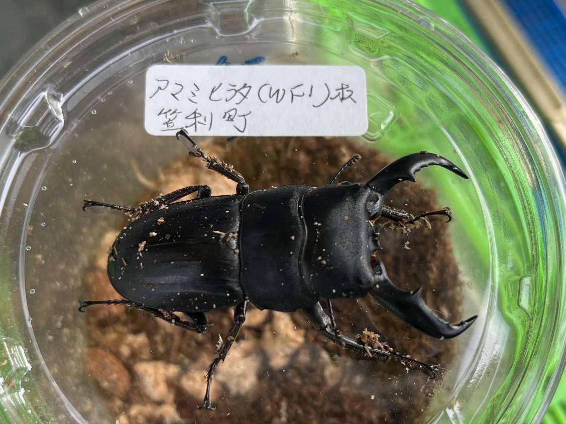 アマミヒラタ ポロロッカ足柄