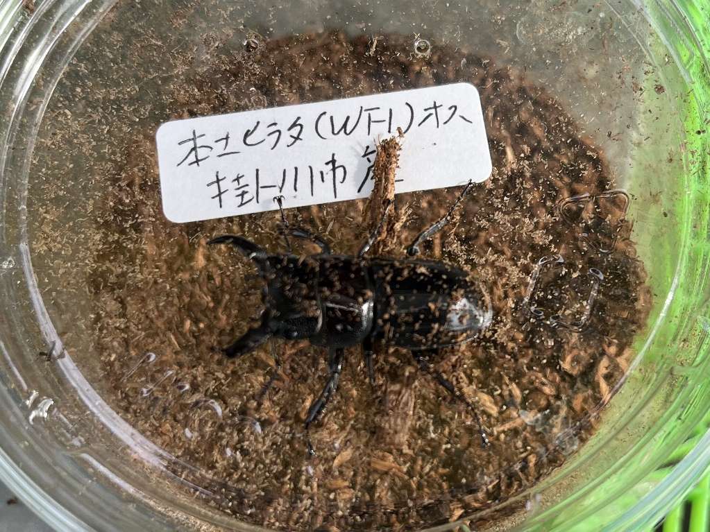 ヒラタクワガタ ポロロッカ足柄