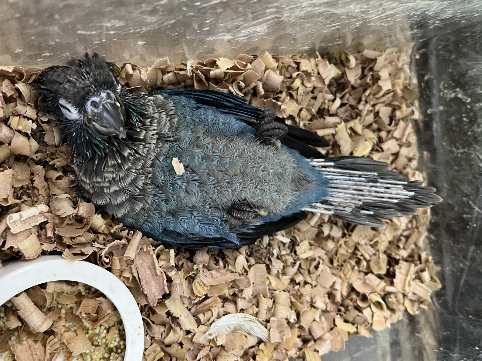 手乗りウロコインコ ポロロッカ足柄