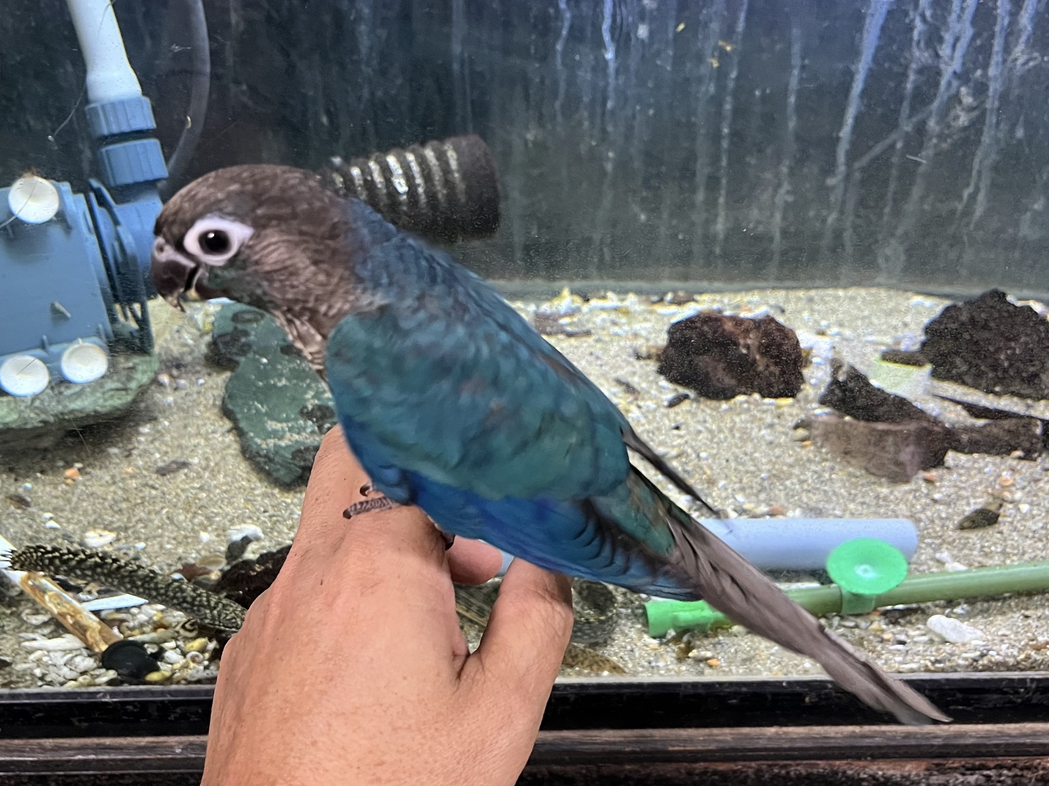 手乗りウロコインコ ポロロッカ足柄