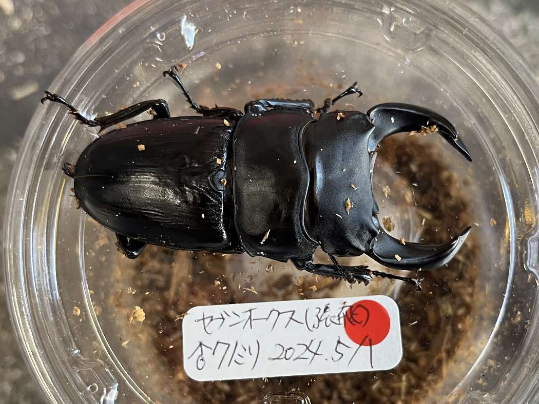 ホペイオオクワガタ ポロロッカ足柄