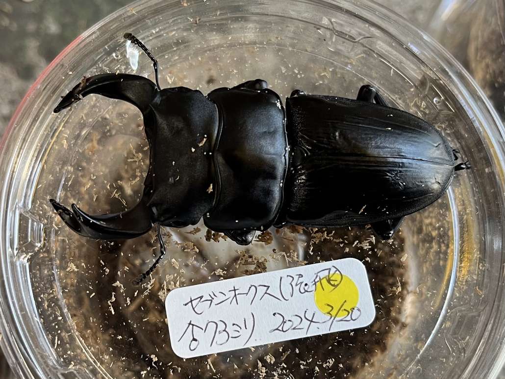 ホペイオオクワガタ ポロロッカ足柄