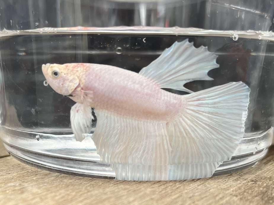 デルタテールベタ♂ ポロロッカ足柄
