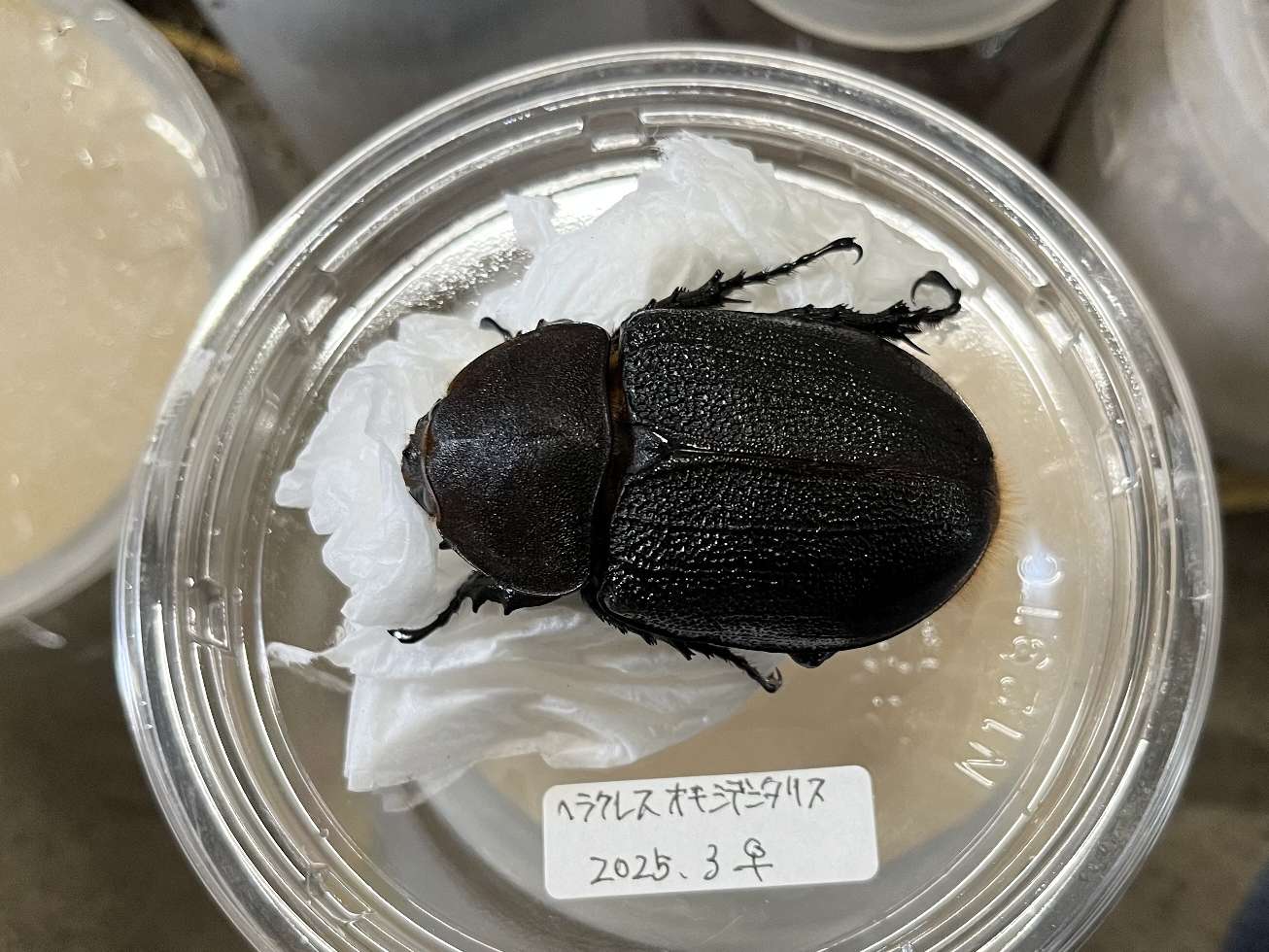 ヘラクレス オキシデンタリス ポロロッカ足柄