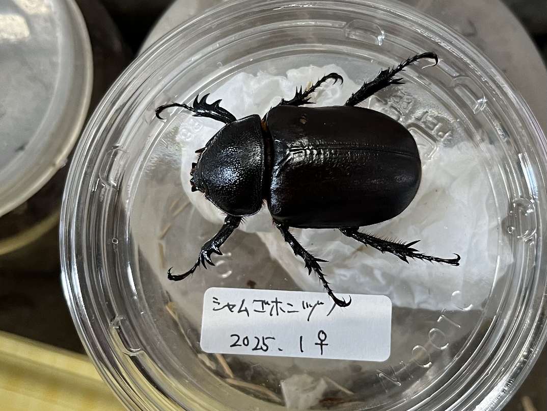 シャムゴホンツノカブト ポロロッカ足柄