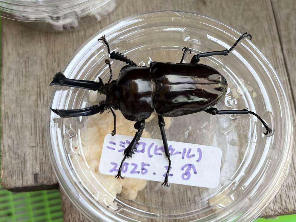 ニジイロクワガタ ポロロッカ足柄