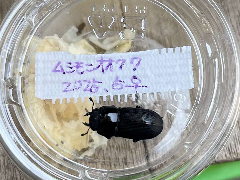 ムシモンオオクワガタ ポロロッカ足柄