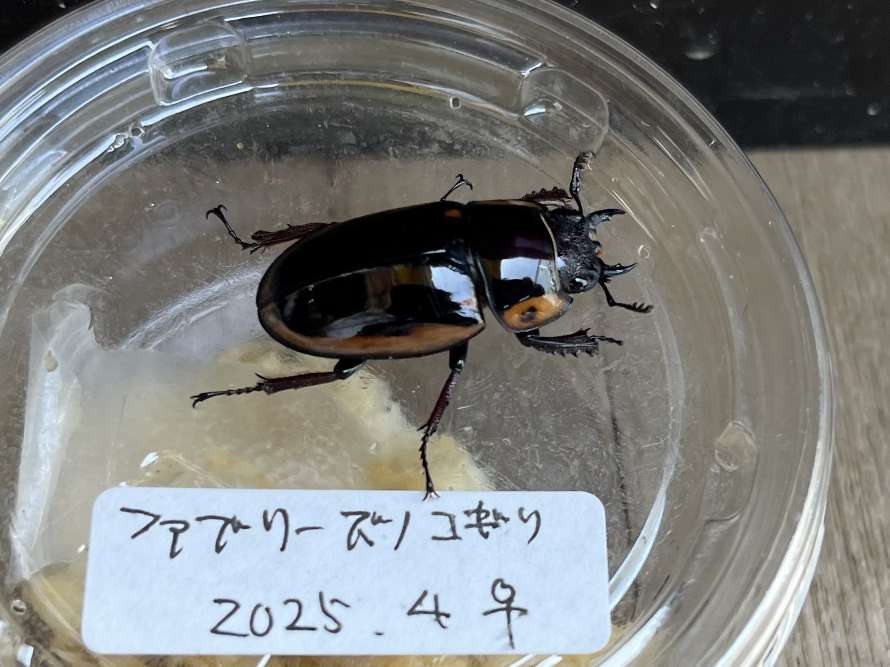 ファブリースノコギリクワガタ ポロロッカ足柄