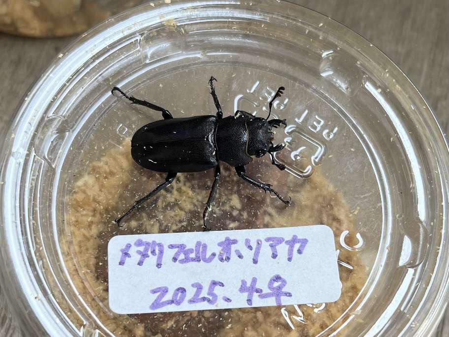 メタリフェルホソアカクワガタ ポロロッカ足柄