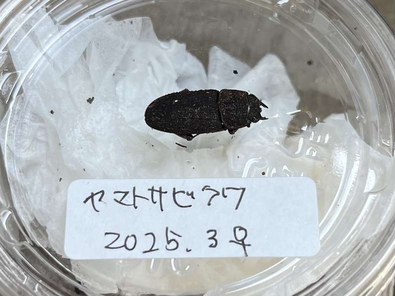 ヤマトサビクワガタ ポロロッカ足柄