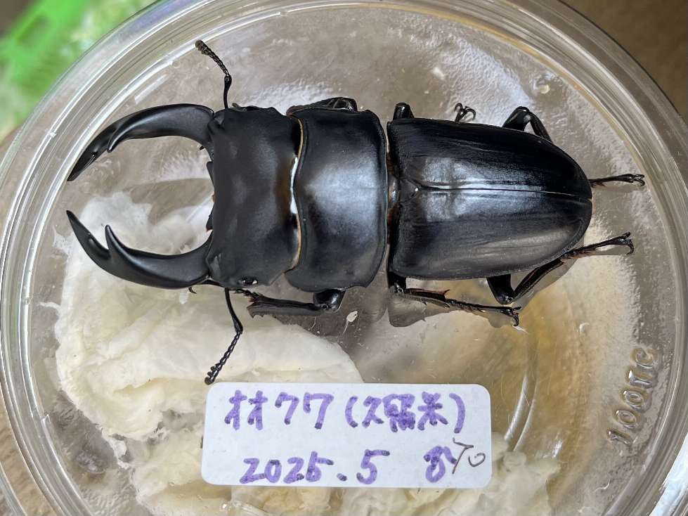 オオクワガタ ポロロッカ足柄