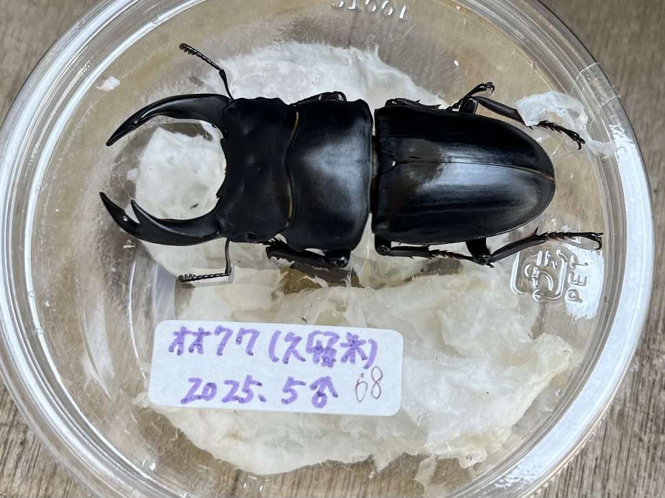 オオクワガタ ポロロッカ足柄