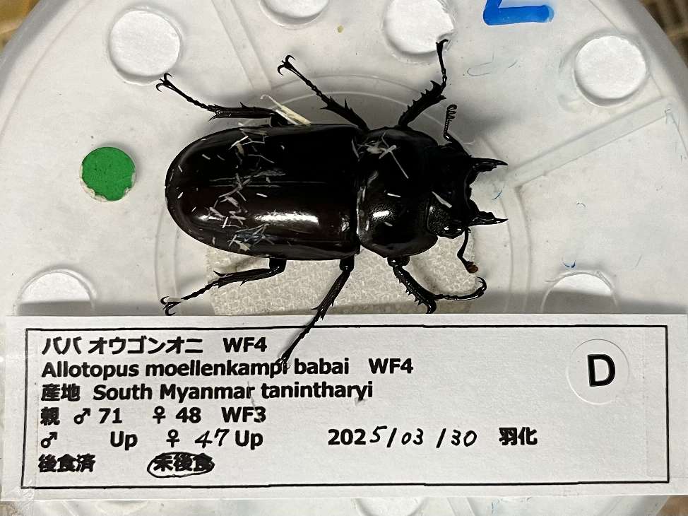 ババオウゴンオニクワガタ ポロロッカ足柄