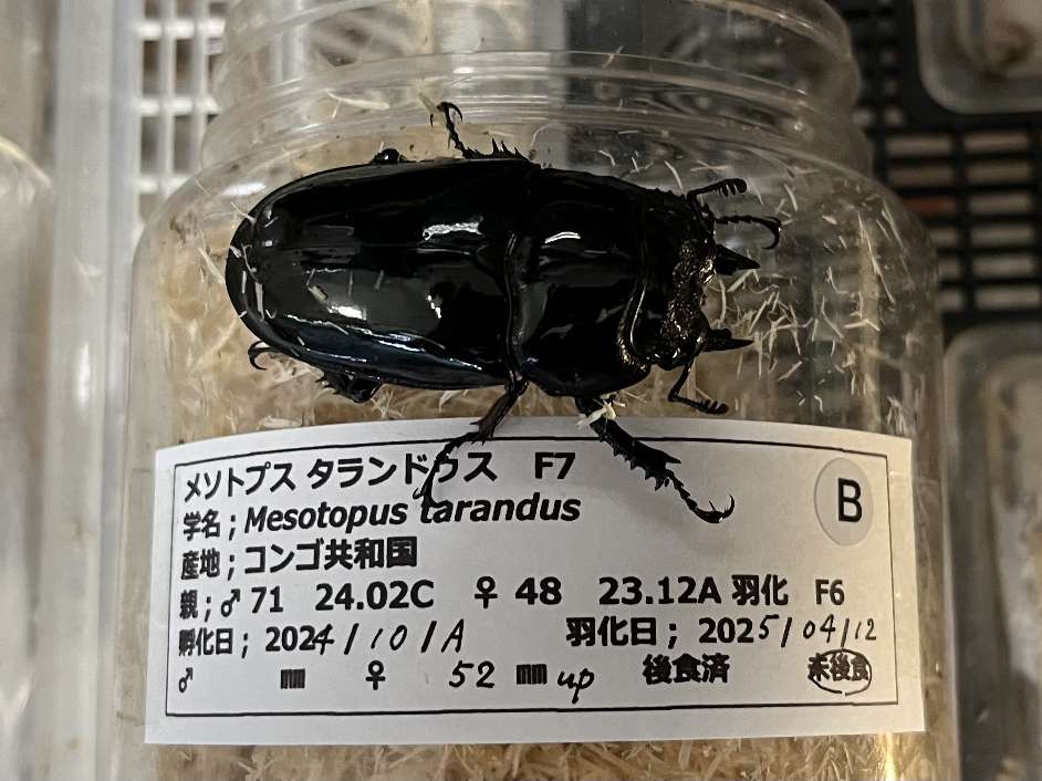 タランドゥスオオツヤクワガタ ポロロッカ足柄