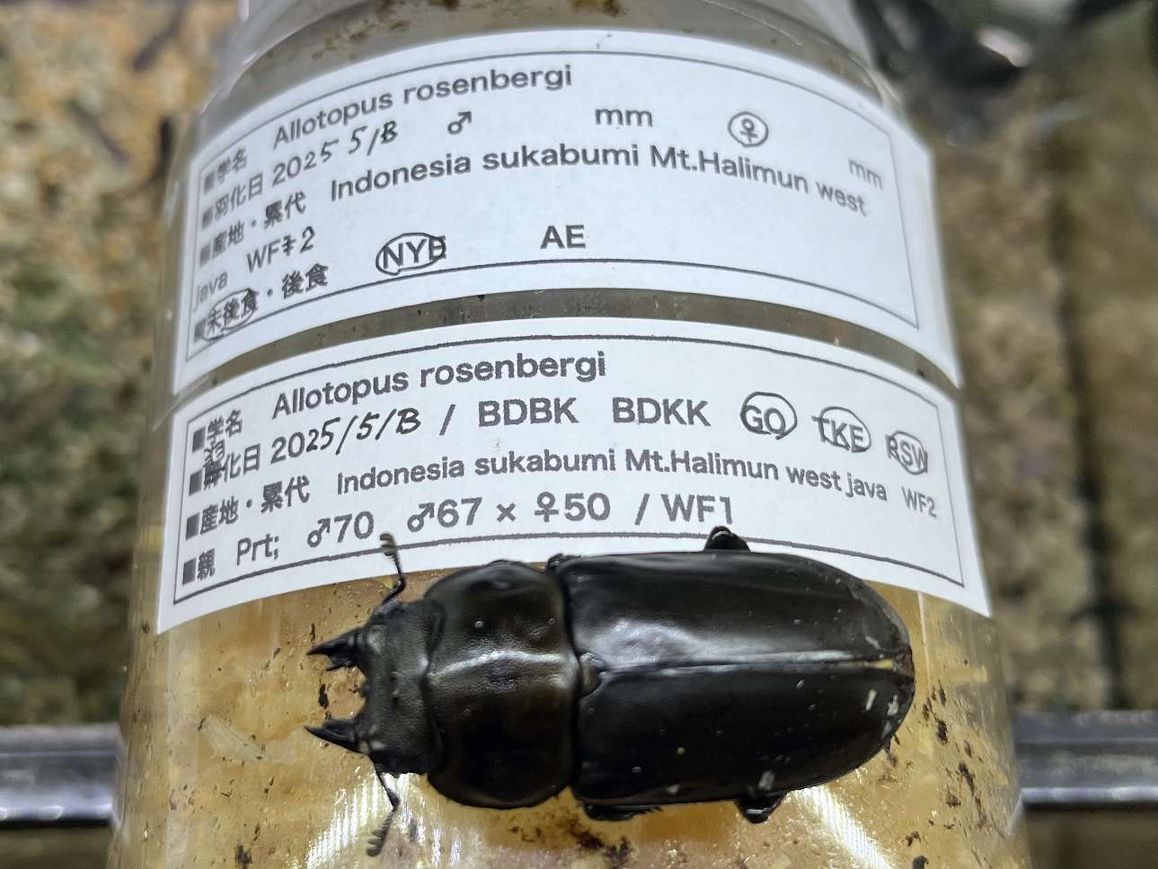 ローゼンベルグオウゴンオニクワガタ ポロロッカ足柄