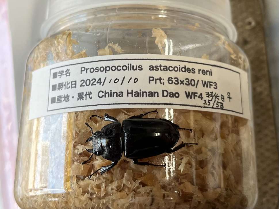 レニノコギリクワガタ ポロロッカ足柄