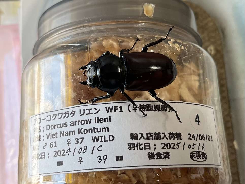アローコクワガタ ポロロッカ足柄